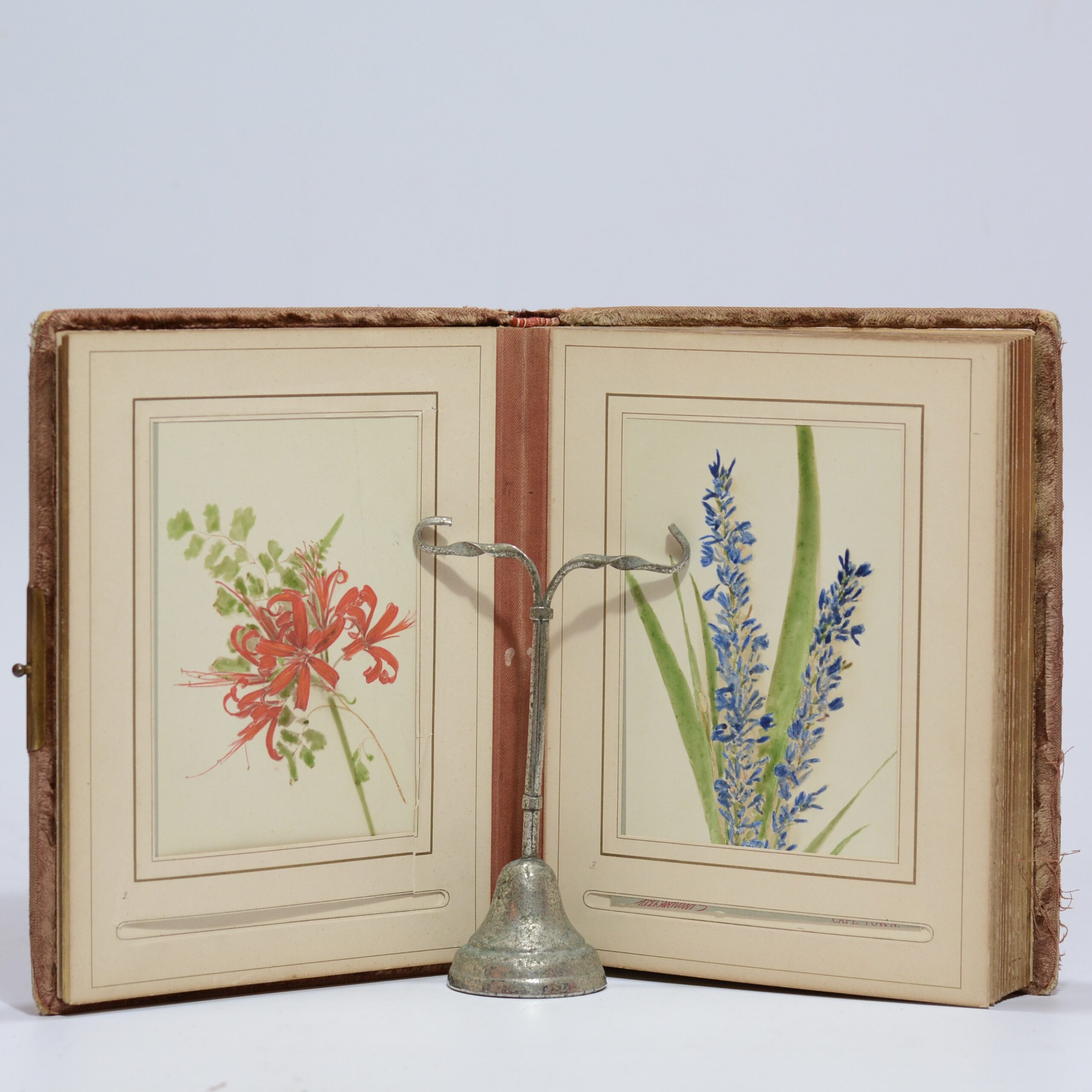 Cape Flower Illustrations - Barnard, Samuel Bayliss - Image 2