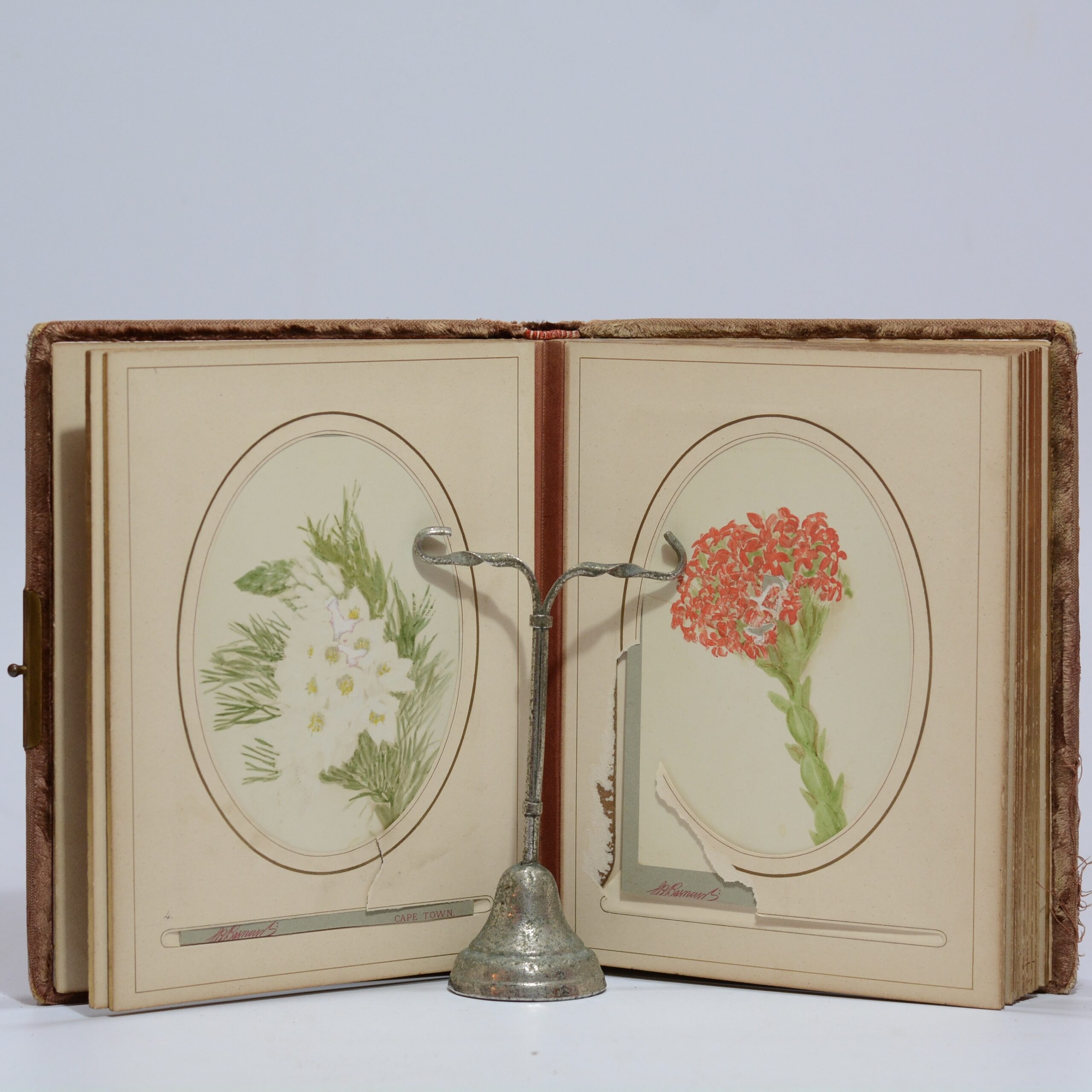 Cape Flower Illustrations - Barnard, Samuel Bayliss - Image 3