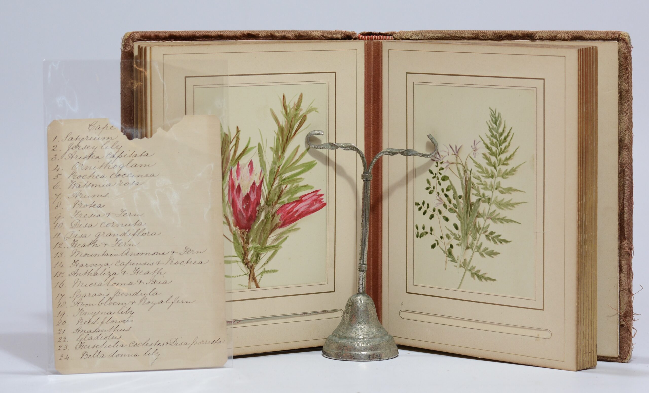 Cape Flower Illustrations - Barnard, Samuel Bayliss - Image 4