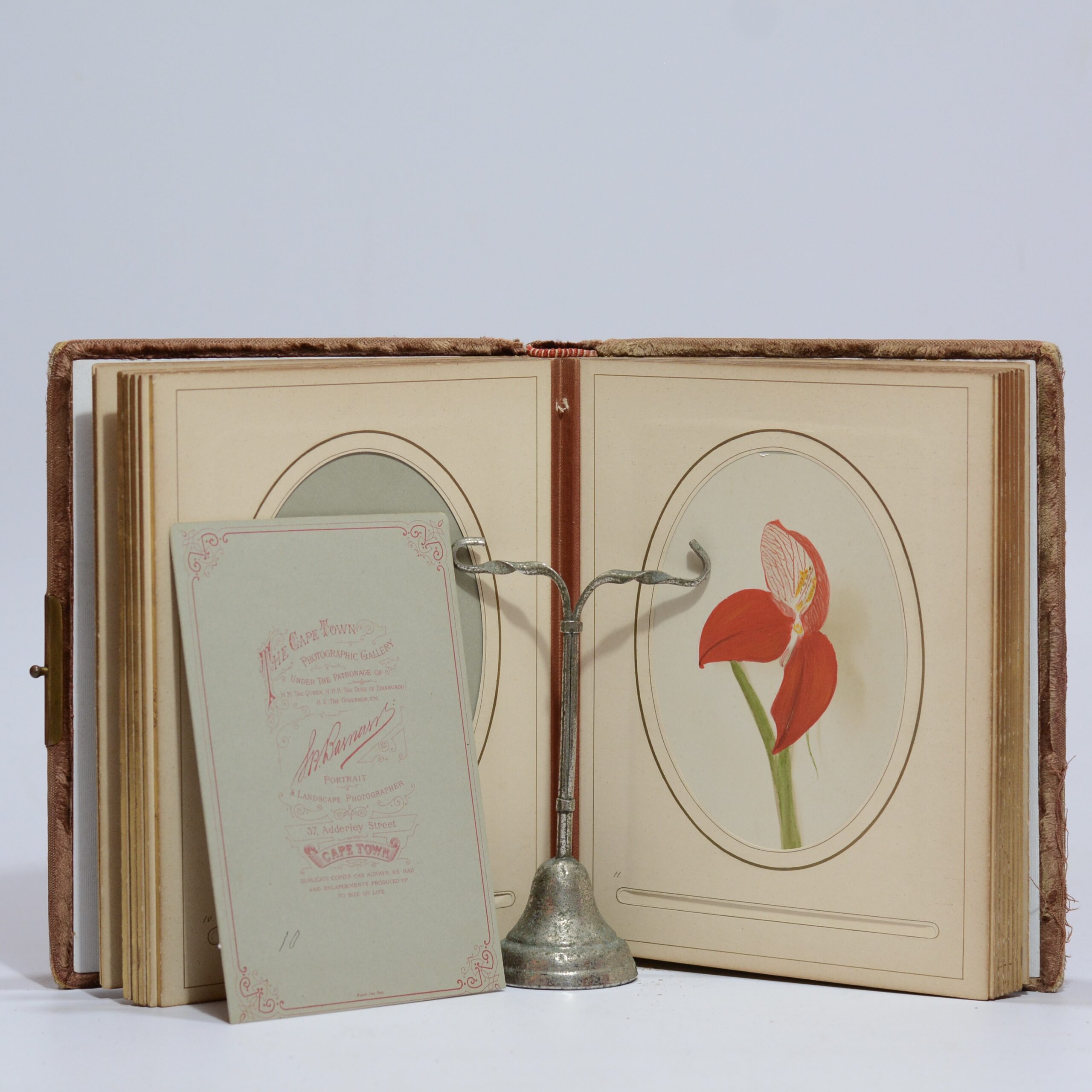 Cape Flower Illustrations - Barnard, Samuel Bayliss - Image 5